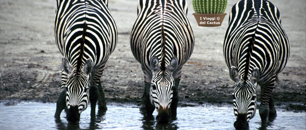 zebre