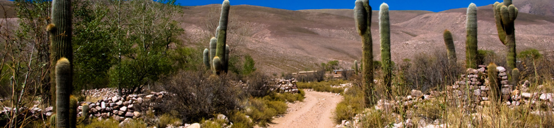 I Viaggi Del Cactus