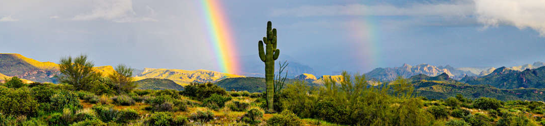 I Viaggi Del Cactus