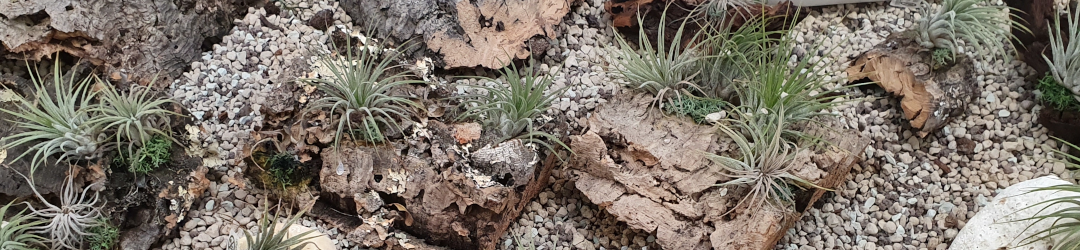 I Viaggi Del Cactus