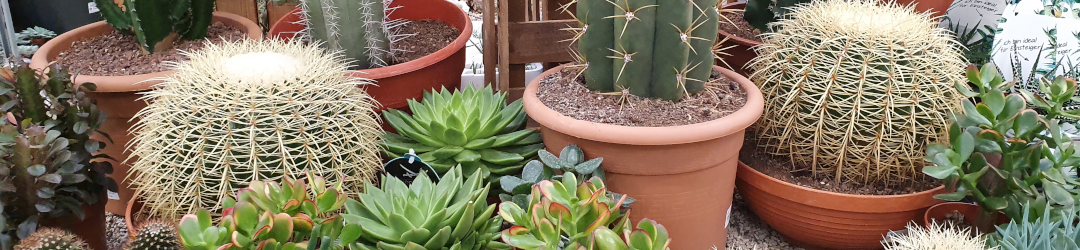 I Viaggi Del Cactus