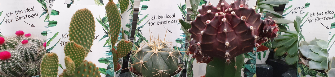 I Viaggi Del Cactus