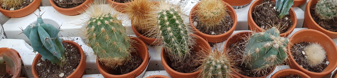 I Viaggi Del Cactus