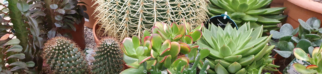 I Viaggi Del Cactus