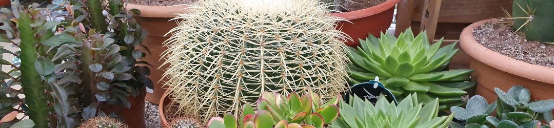 I Viaggi Del Cactus