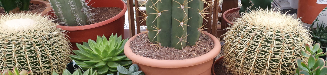 I Viaggi Del Cactus
