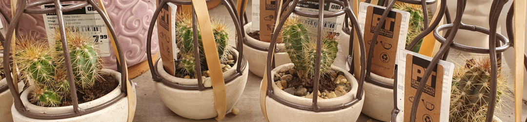 I Viaggi Del Cactus