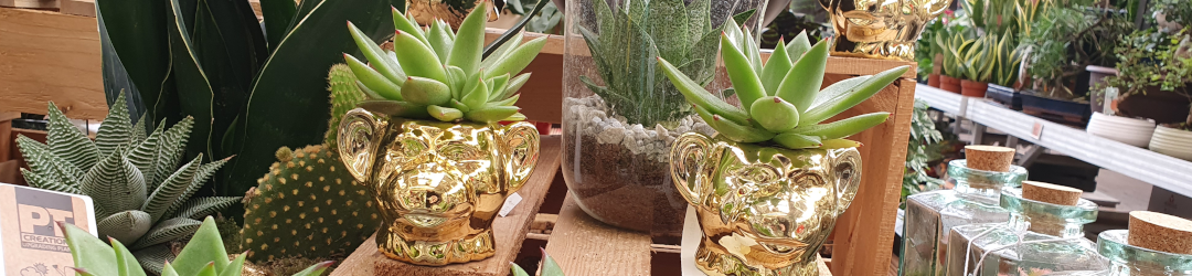 I Viaggi Del Cactus