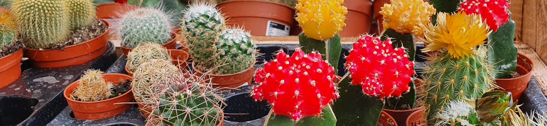 I Viaggi Del Cactus