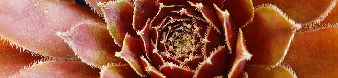 I Viaggi Del Cactus