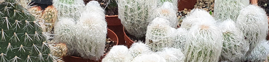 I Viaggi Del Cactus
