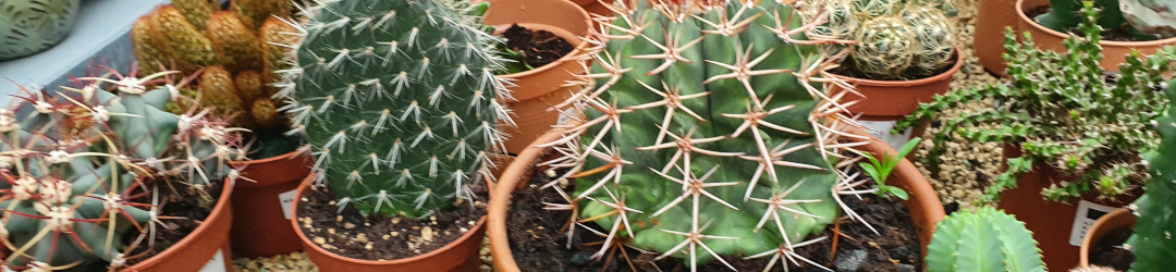 I Viaggi Del Cactus