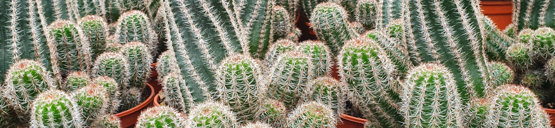 I Viaggi Del Cactus
