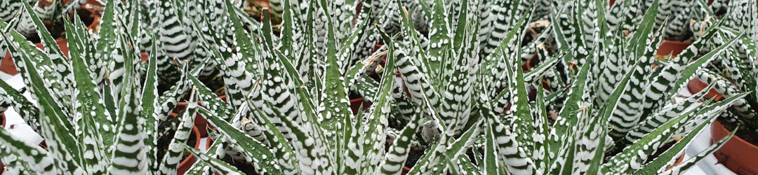 I Viaggi Del Cactus