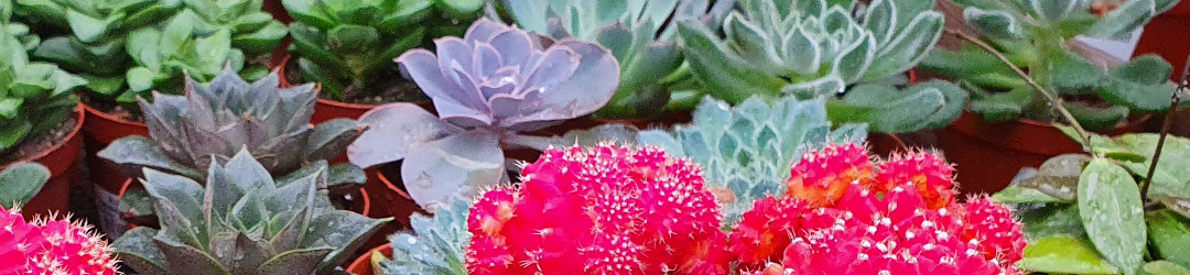 I Viaggi Del Cactus