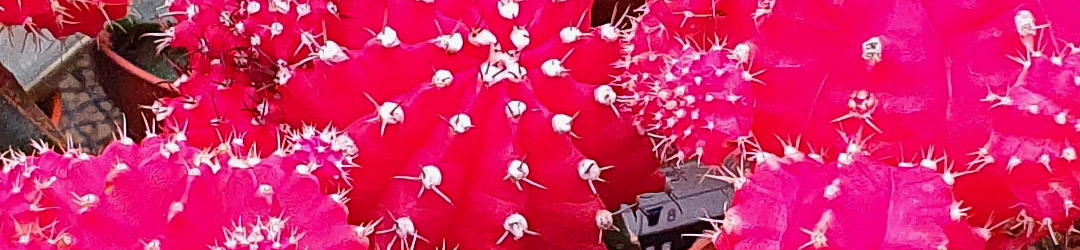 I Viaggi Del Cactus