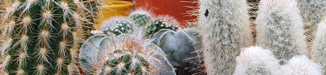 I Viaggi Del Cactus