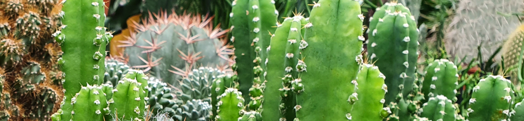 I Viaggi Del Cactus