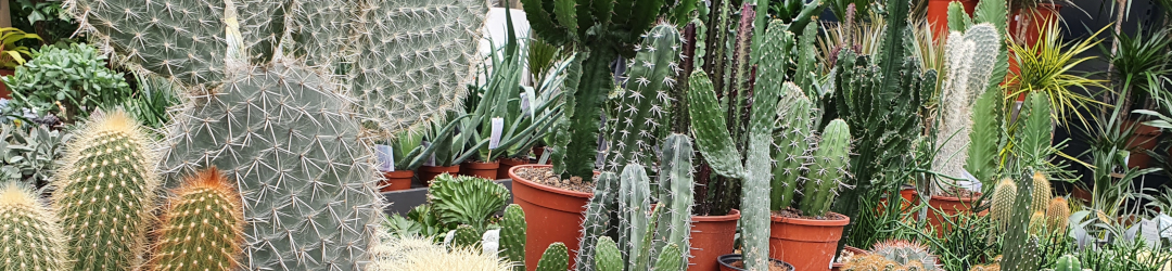 I Viaggi Del Cactus