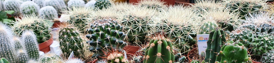 I Viaggi Del Cactus