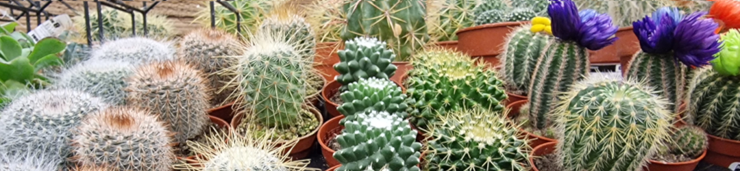 I Viaggi Del Cactus