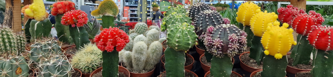 I Viaggi Del Cactus
