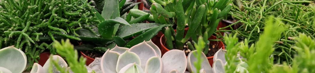 I Viaggi Del Cactus