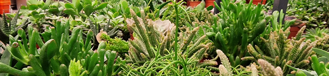 I Viaggi Del Cactus