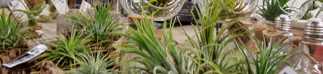 I Viaggi Del Cactus
