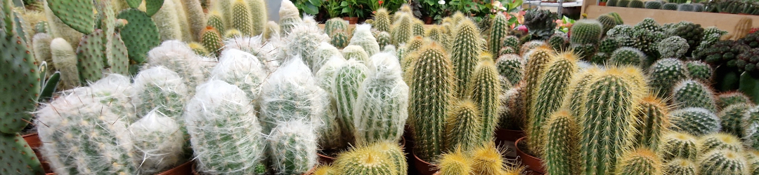 I Viaggi Del Cactus
