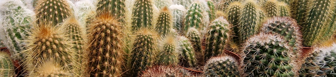 I Viaggi Del Cactus
