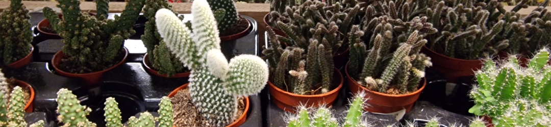 I Viaggi Del Cactus