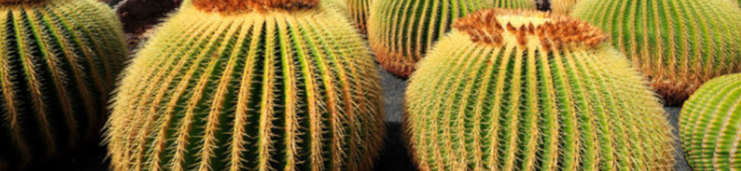 I Viaggi Del Cactus